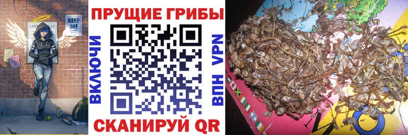 Псилоцибиновые грибы прущие грибы  купить  цена  Макаров 